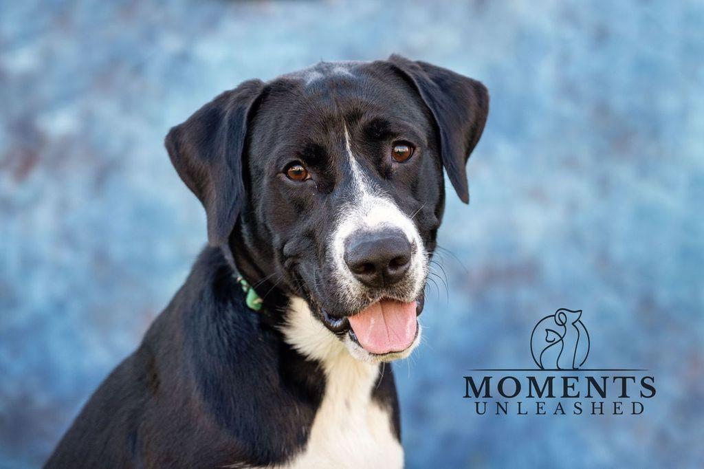 Enlarge Norman, a Adoptable mixed breed in Myakka City, FL image 3/4