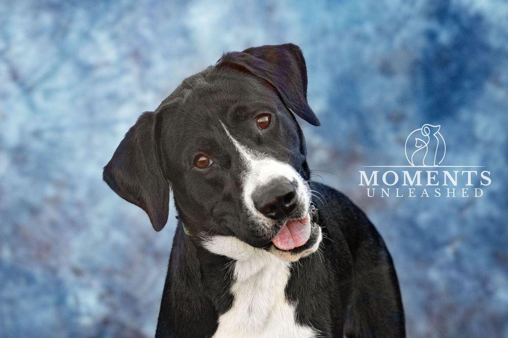 Norman, Adoptable, Young Male Retriever.