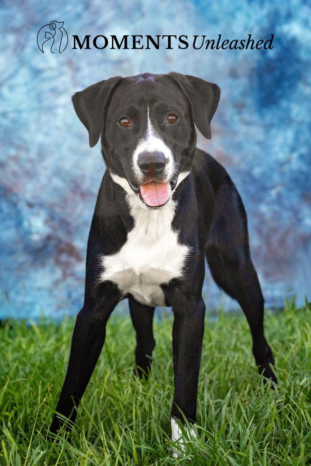 Enlarge Norman, a Adoptable mixed breed in Myakka City, FL image 4/4