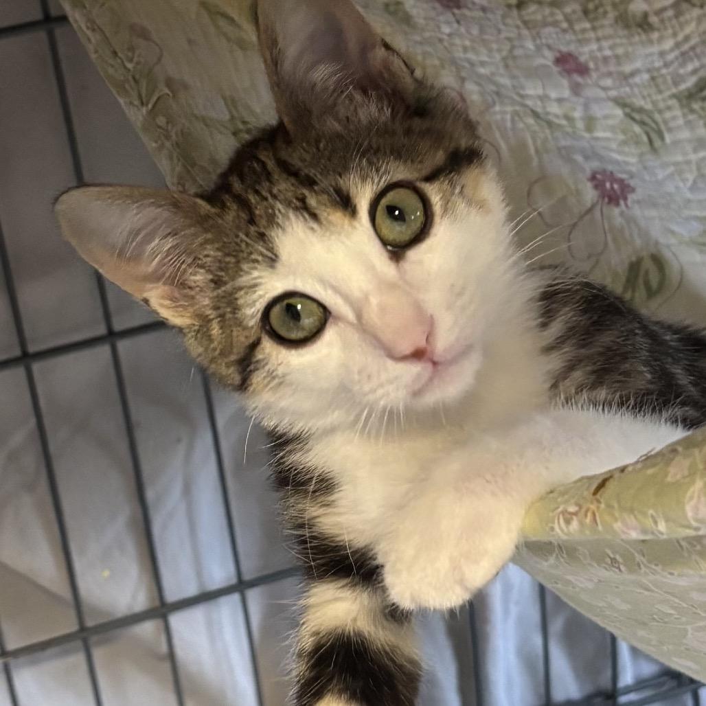 Enlarge Dodge, a Adopted Domestic Short Hair in Denison, TX image 1/2