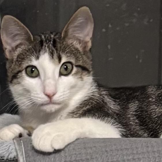 Enlarge Dodge, a Adopted Domestic Short Hair in Denison, TX image 2/2