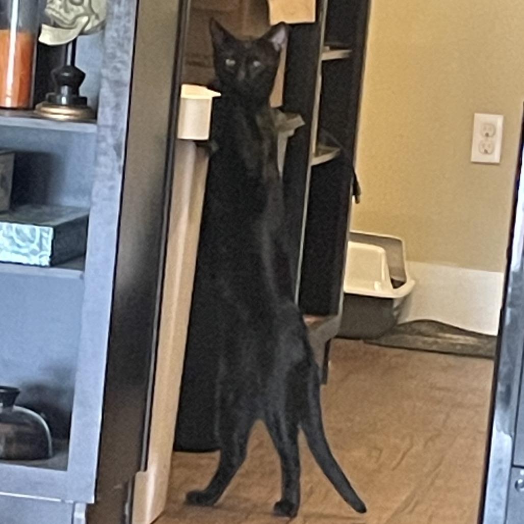 Panther Nonsense, Adoptable, Adult Male Domestic Short Hair.