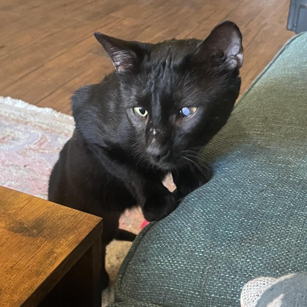 Enlarge Panther Nonsense, a Adoptable Domestic Short Hair in Austin, TX image 3/6