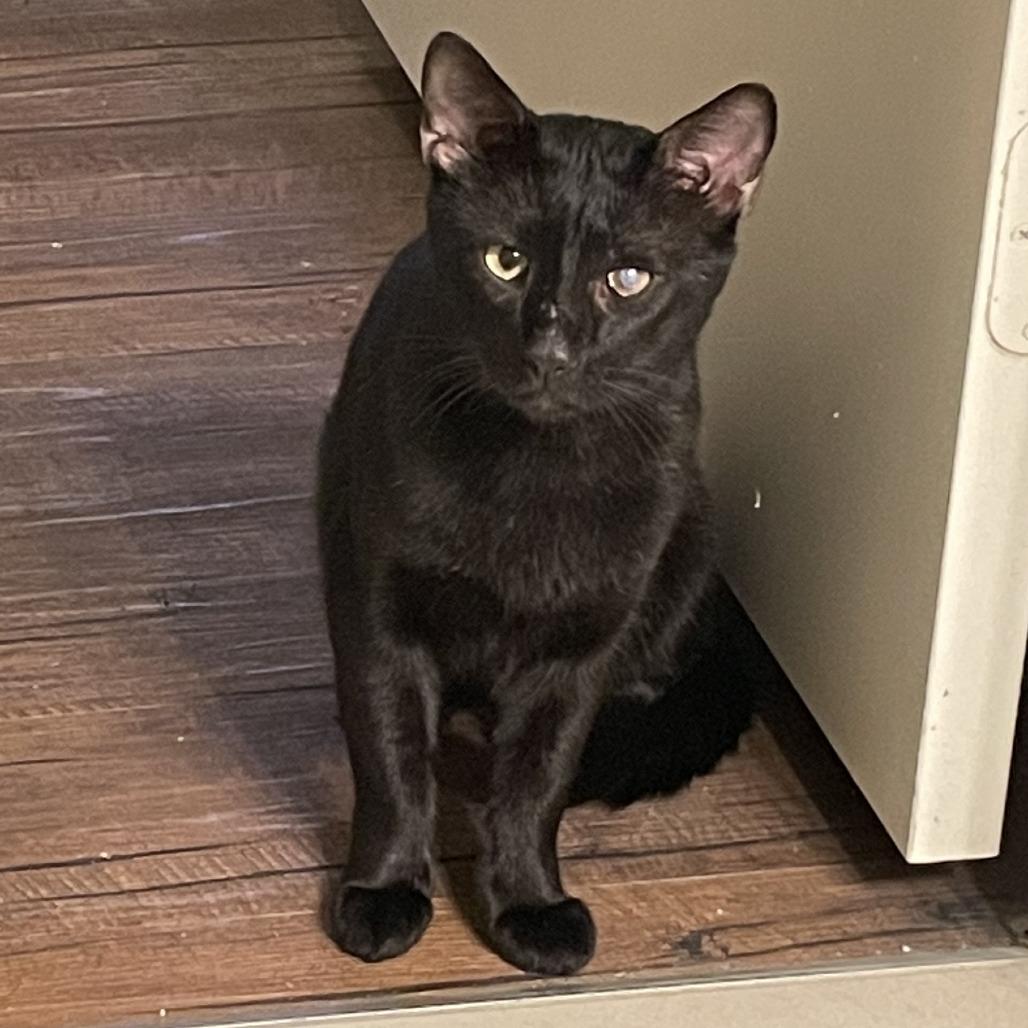 Enlarge Panther Nonsense, a Adoptable Domestic Short Hair in Austin, TX image 4/6