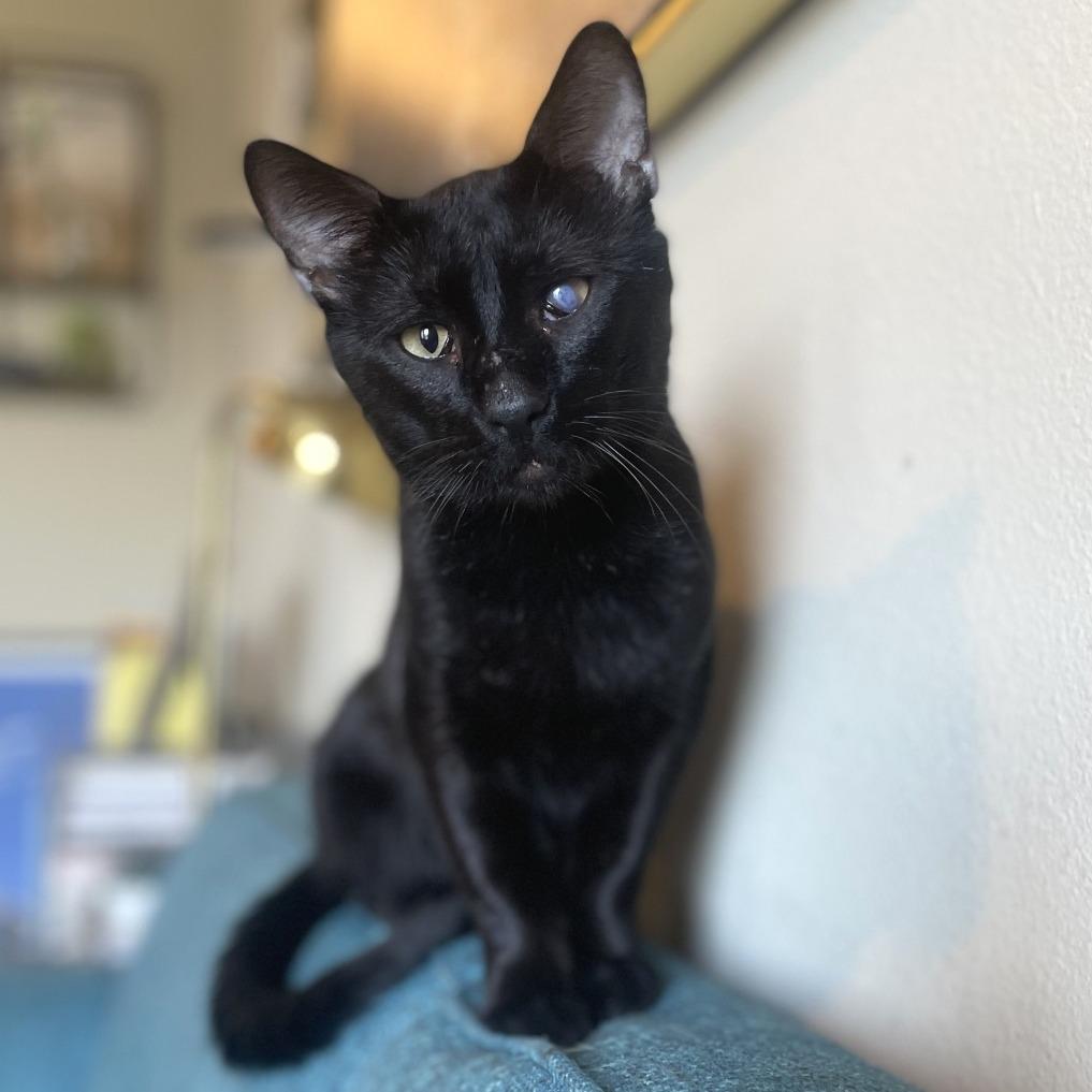 Enlarge Panther Nonsense, a Adoptable Domestic Short Hair in Austin, TX image 5/6