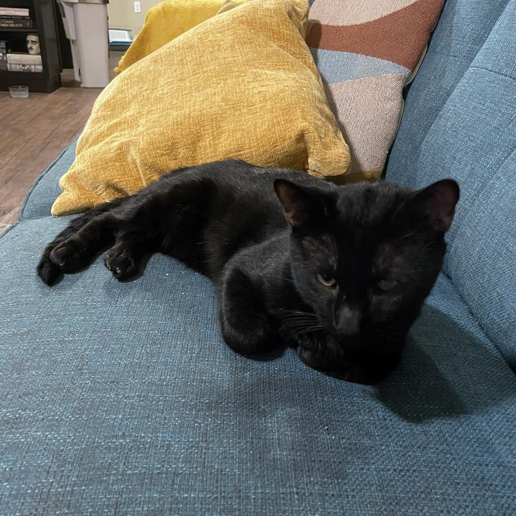 Enlarge Panther Nonsense, a Adoptable Domestic Short Hair in Austin, TX image 6/6