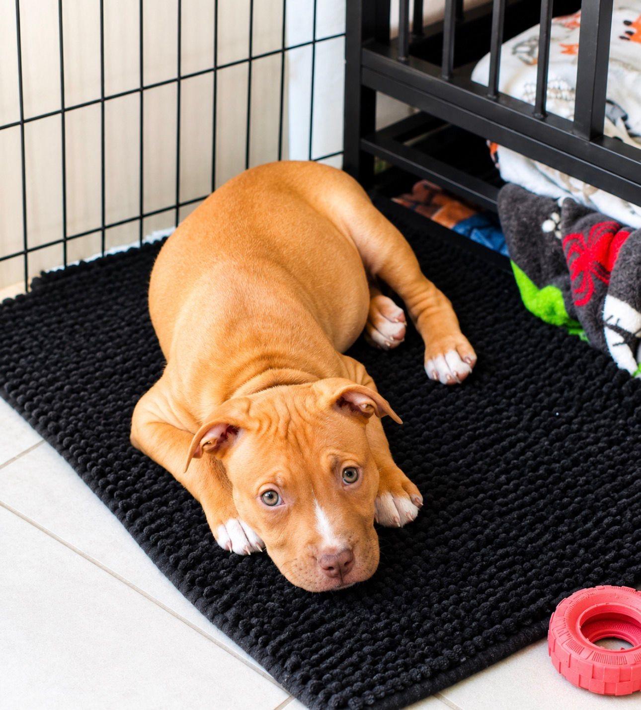 Enlarge Zara, an adopted mixed breed in St. Augustine, FL image 1/3