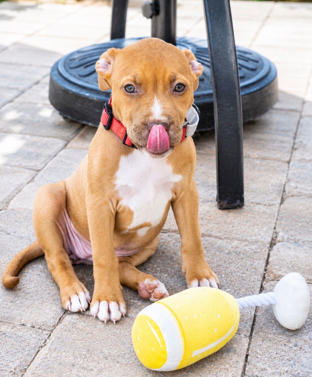 Enlarge Zara, an adopted mixed breed in St. Augustine, FL image 2/3