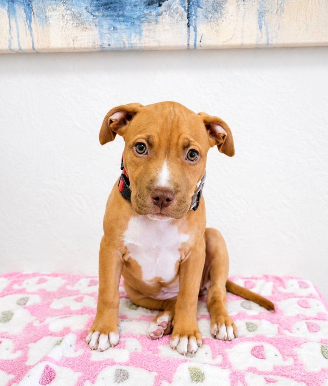 Enlarge Zara, an adopted mixed breed in St. Augustine, FL image 3/3