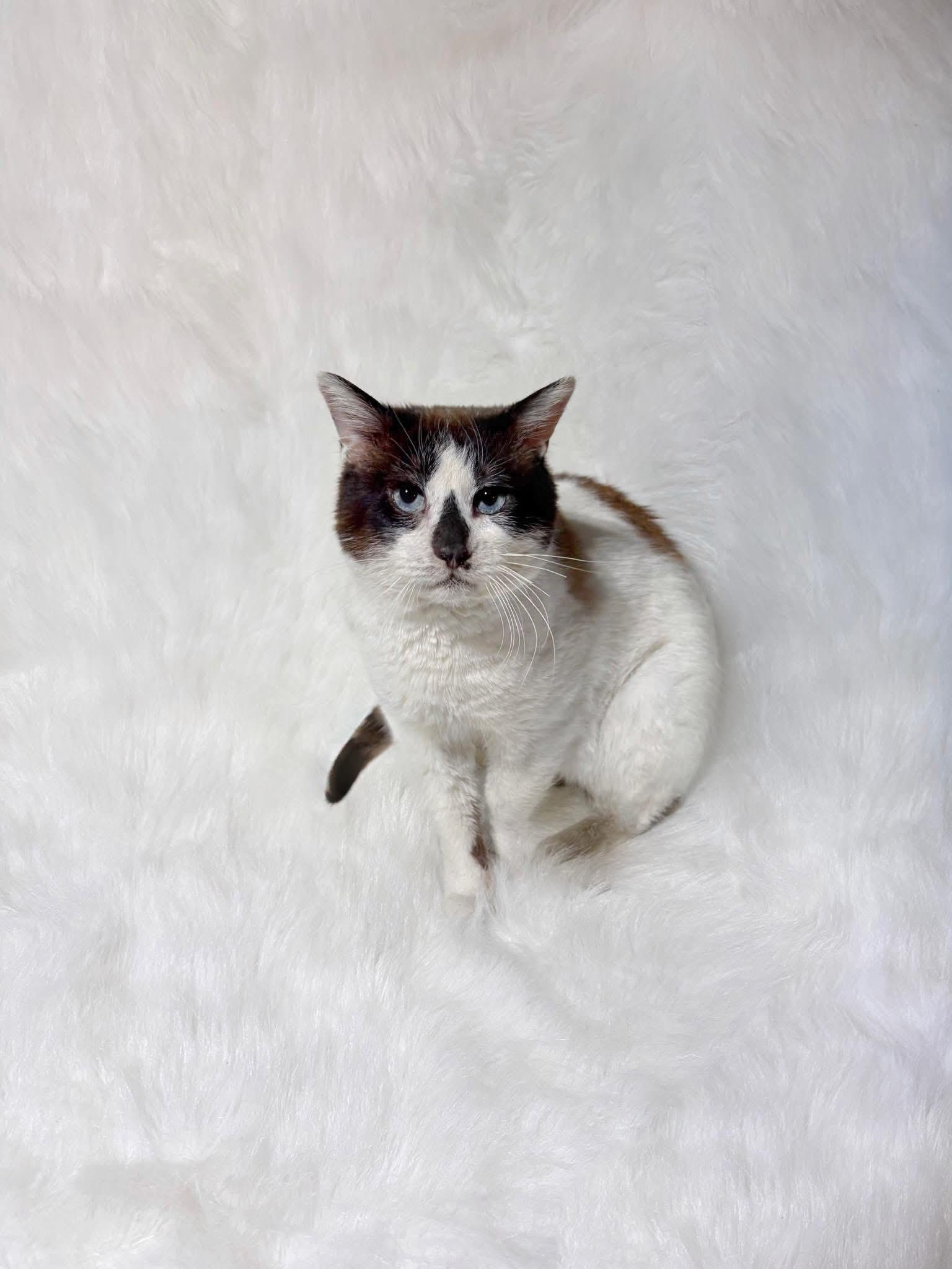 Enlarge Dandy, a ADOPTABLE Siamese in Reading, PA image 2/3