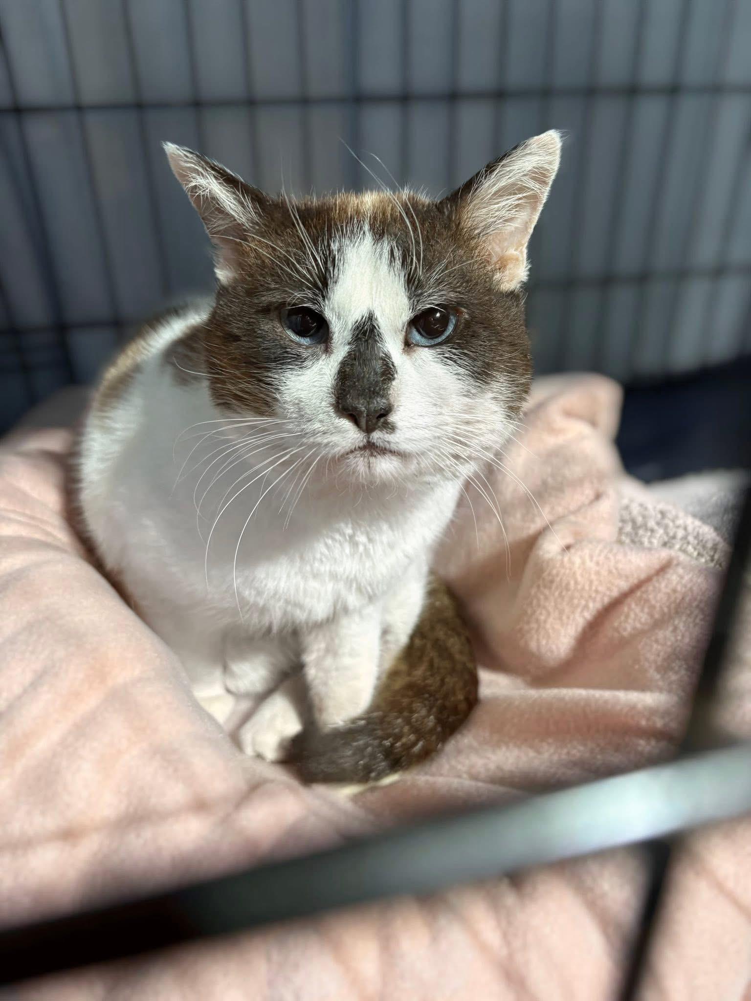 Enlarge Dandy, a ADOPTABLE Siamese in Reading, PA image 3/3