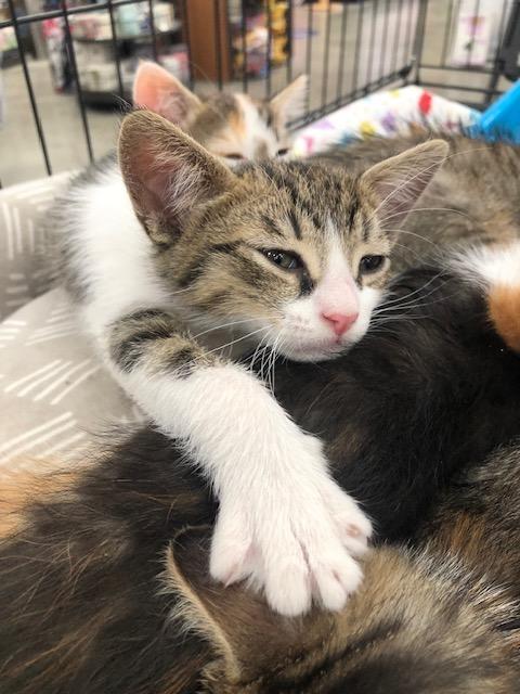 Casper, ADOPTABLE, Kitten Male Tabby.