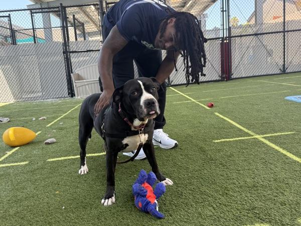 Drake, Adoptable, Adult Male Pit Bull Terrier.