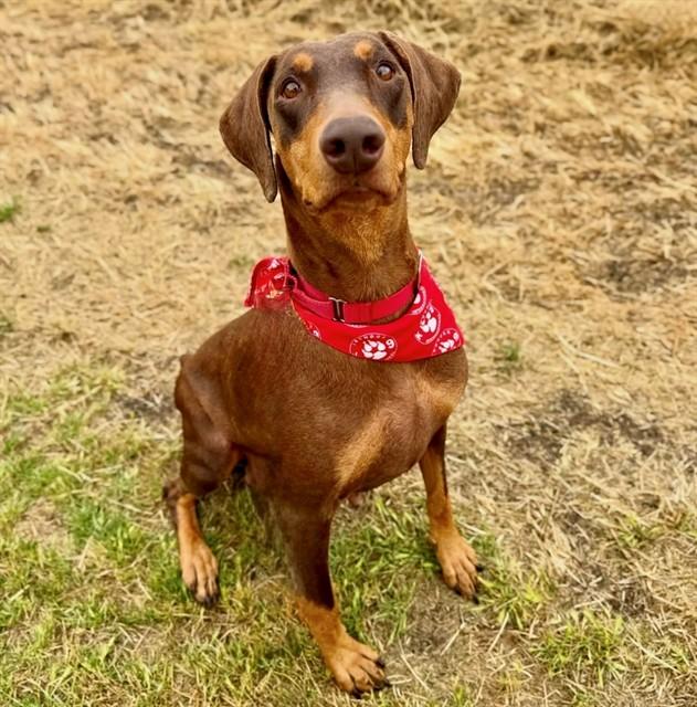 Enlarge STELLA, a Adoptable Doberman Pinscher in San Luis Obispo, CA image 1/1