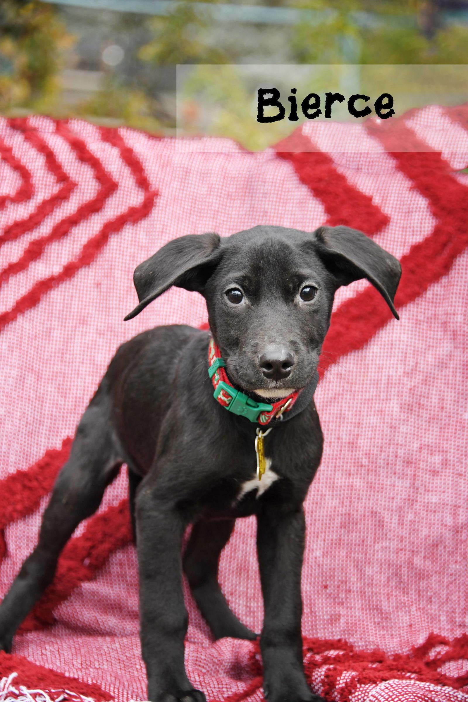 Bierce, a Adoptable Australian Cattle Dog / Blue Heeler in Salt Lake City, UT image 1/3