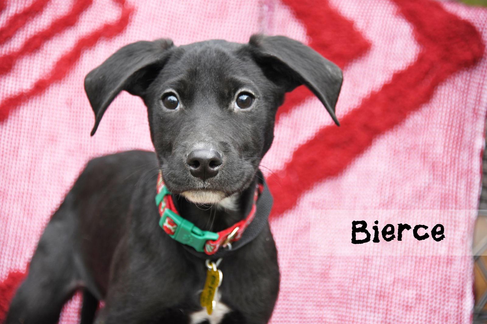 Bierce, a Adoptable Australian Cattle Dog / Blue Heeler in Salt Lake City, UT image 2/3