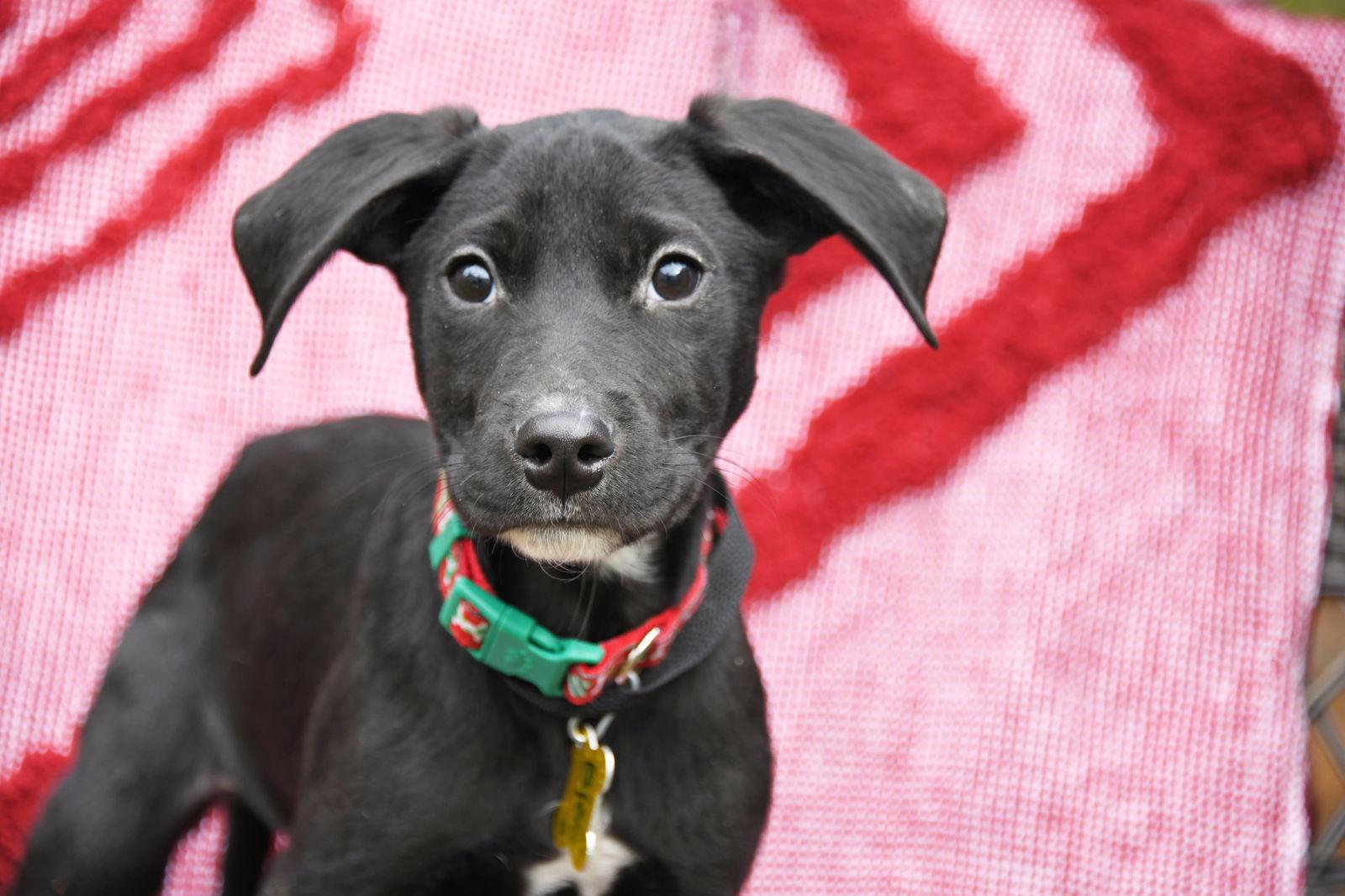Bierce, a Adoptable Australian Cattle Dog / Blue Heeler in Salt Lake City, UT image 3/3