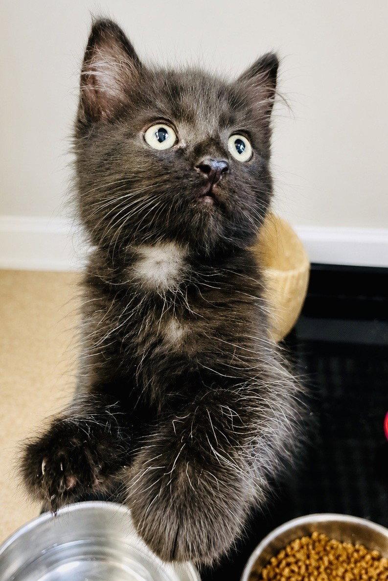 Briar, Adopted, Young Male Domestic Medium Hair.