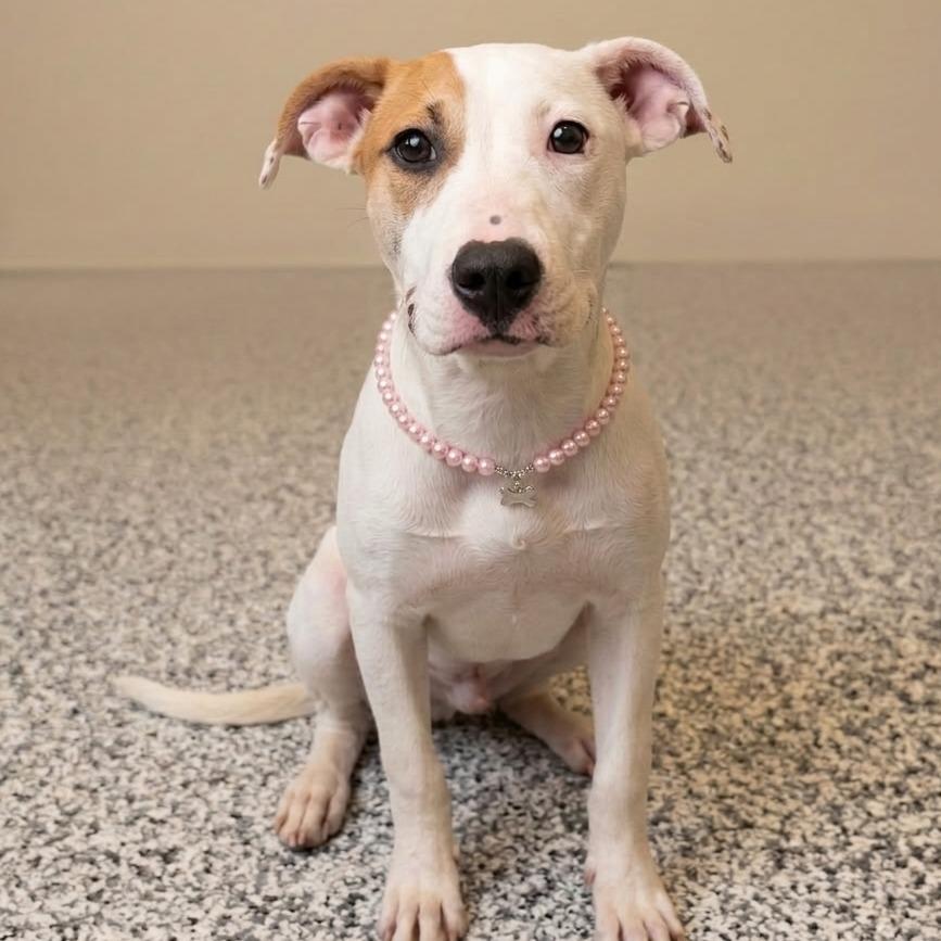 Rain, Adoptable, Young Female American Bulldog & Pit Bull Terrier.