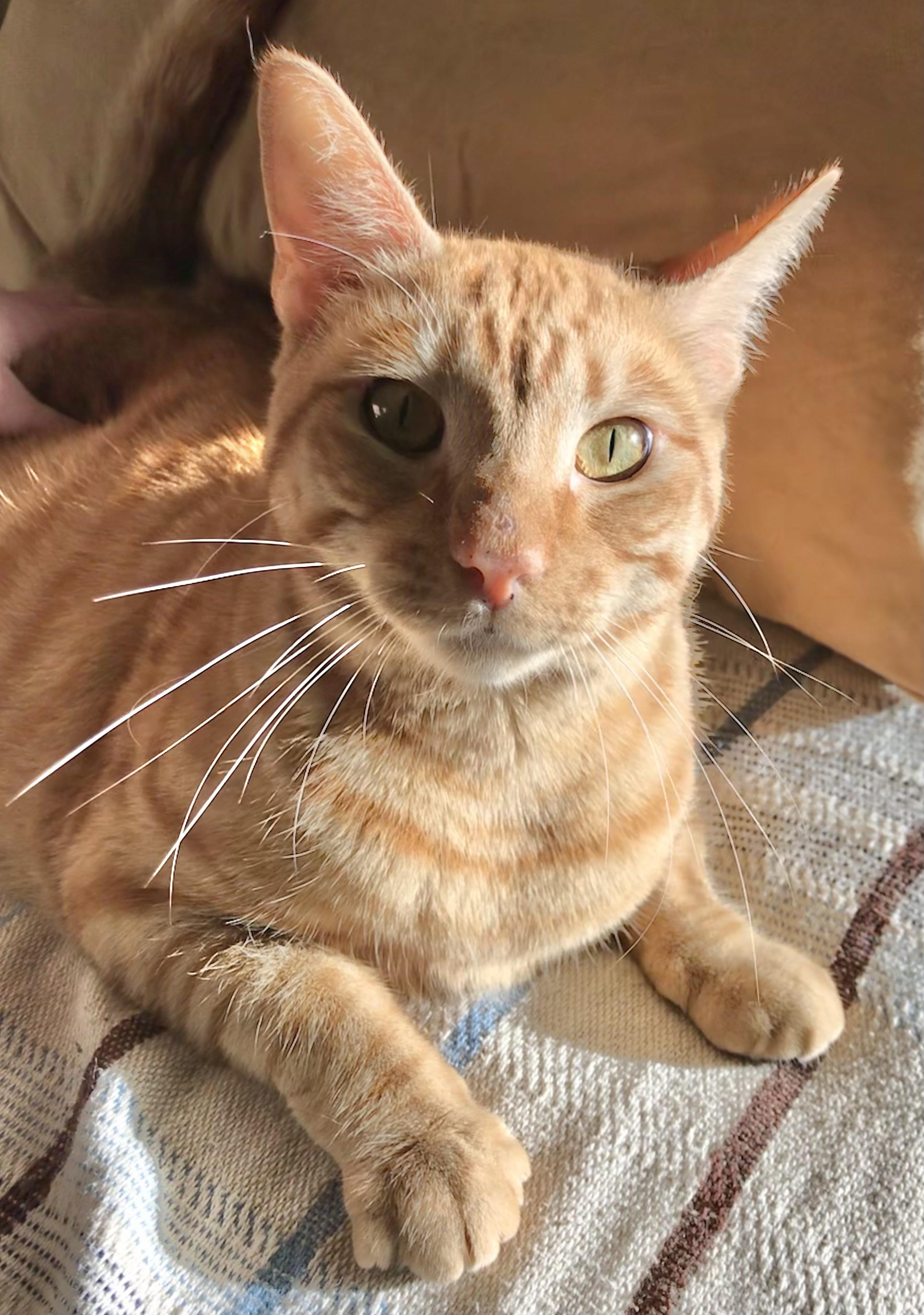 Enlarge Goldie, a Adoptable American Shorthair in Vallejo, CA image 4/4