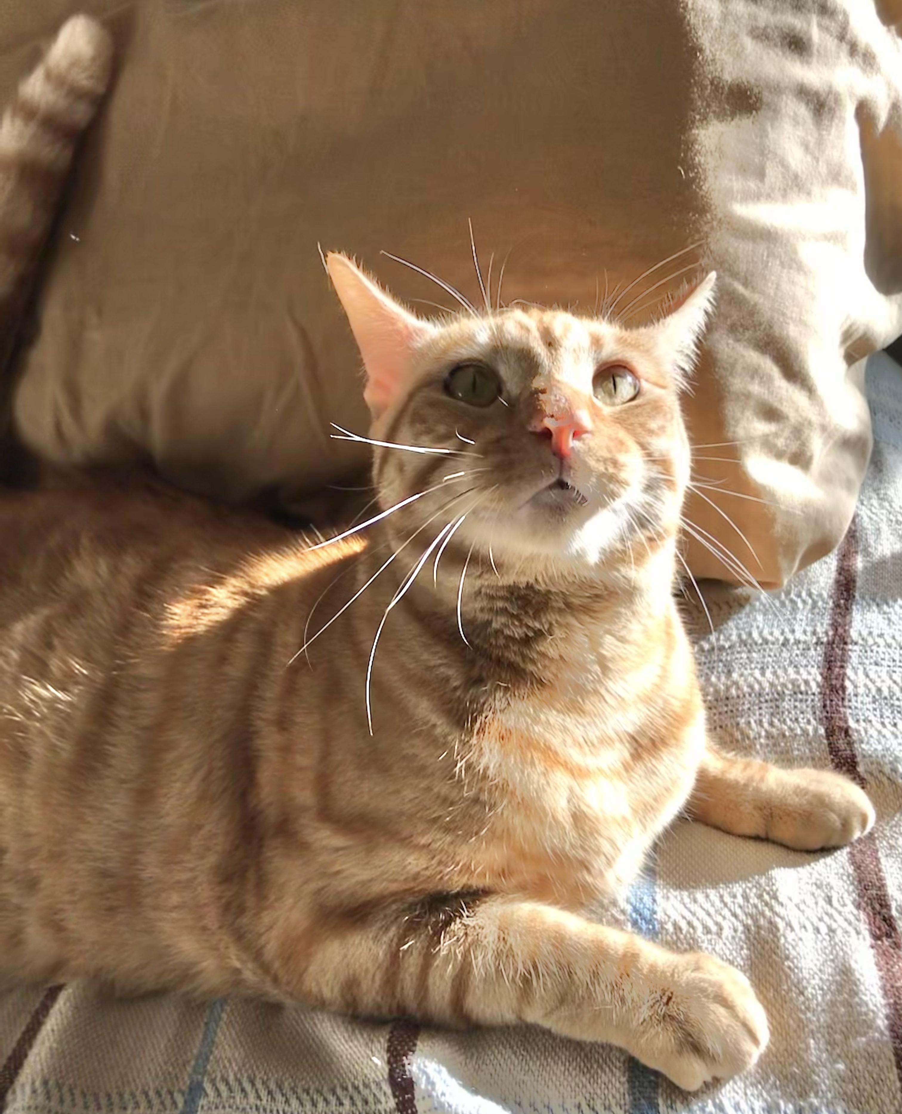 Goldie, Young Female American Shorthair