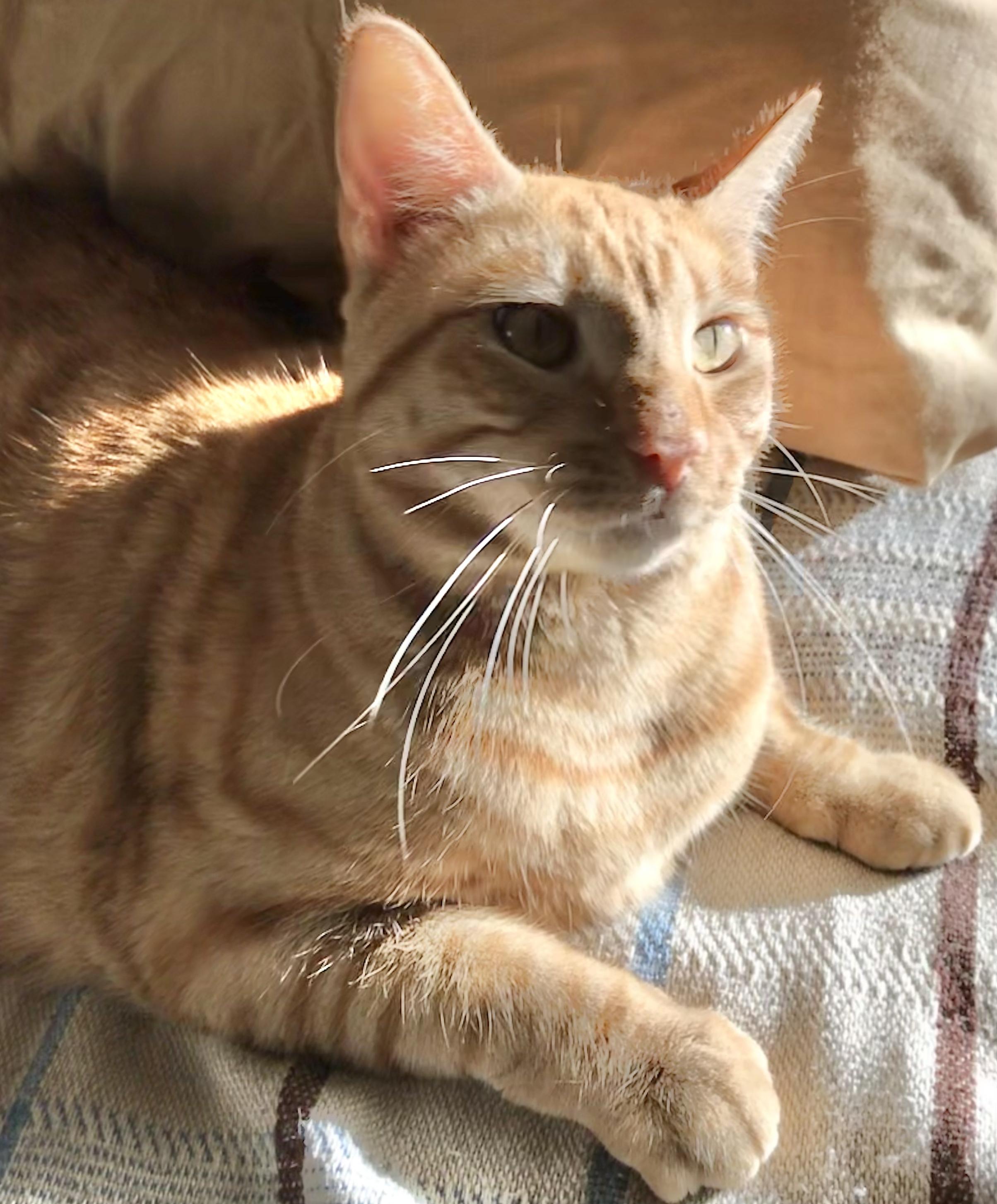 Enlarge Goldie, a Adoptable American Shorthair in Vallejo, CA image 3/4