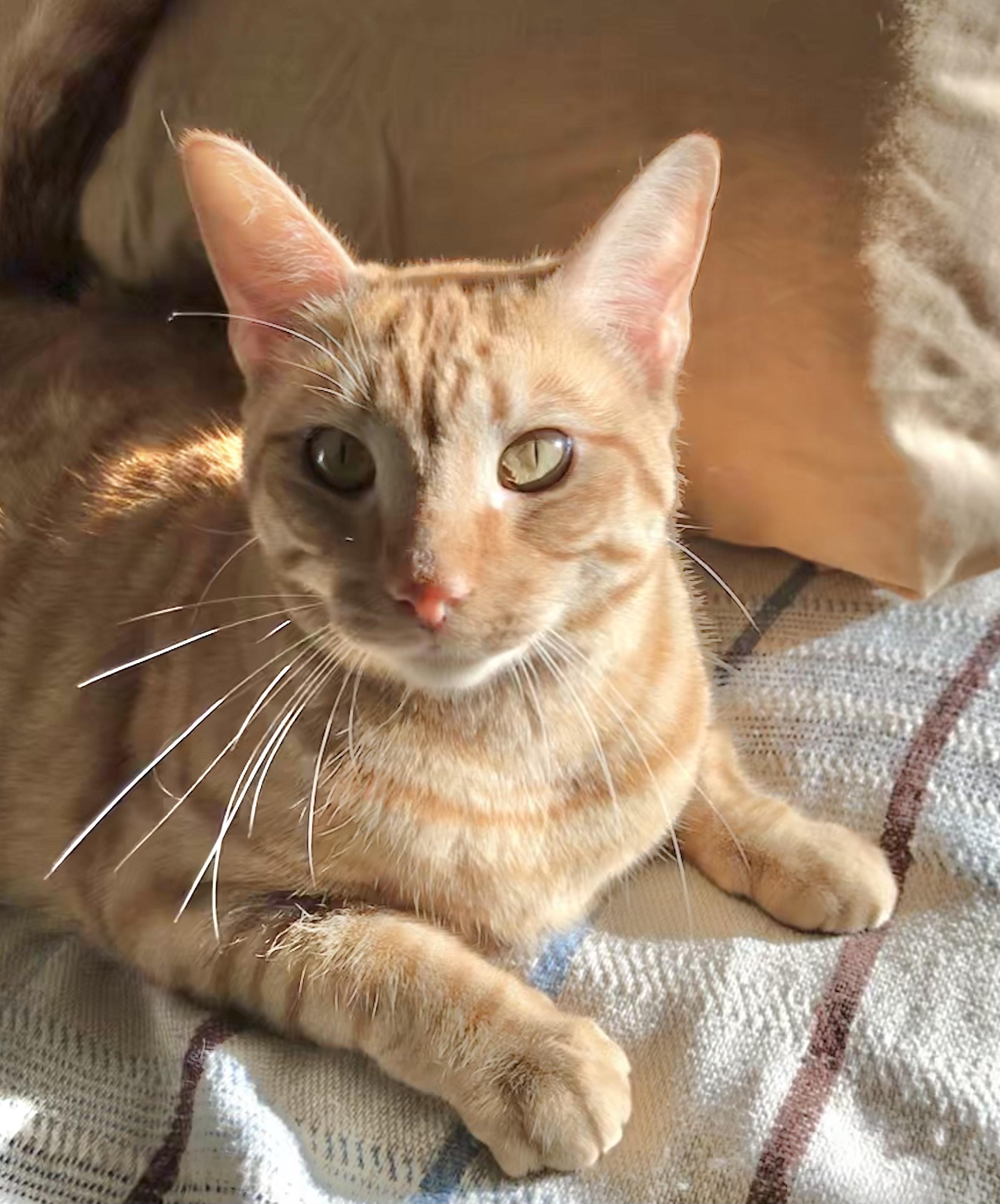 Enlarge Goldie, a Adoptable American Shorthair in Vallejo, CA image 2/4