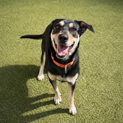 Rosa, Adoptable, Adult Female Mixed Breed & Mixed Breed.