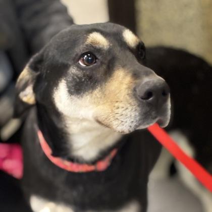 Enlarge Rosa, a Adoptable mixed breed in Merriam, KS image 2/3