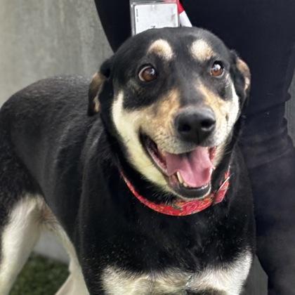 Enlarge Rosa, a Adoptable mixed breed in Merriam, KS image 3/3