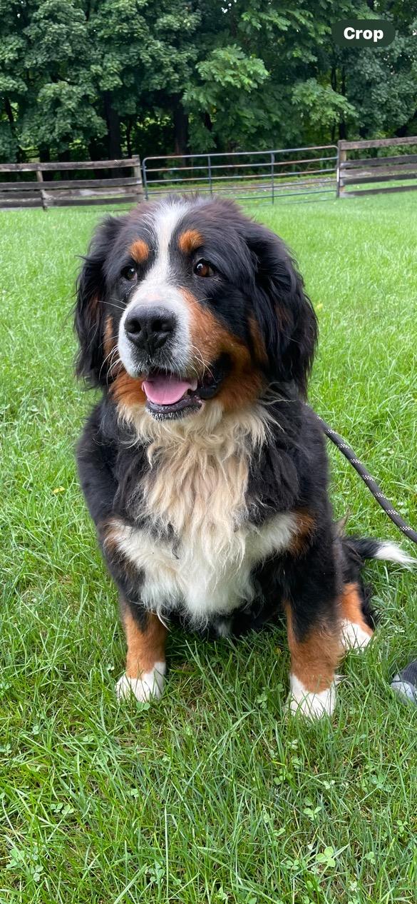 Enlarge Marley, an adopted Bernese Mountain Dog in Lincoln University, PA image 1/1