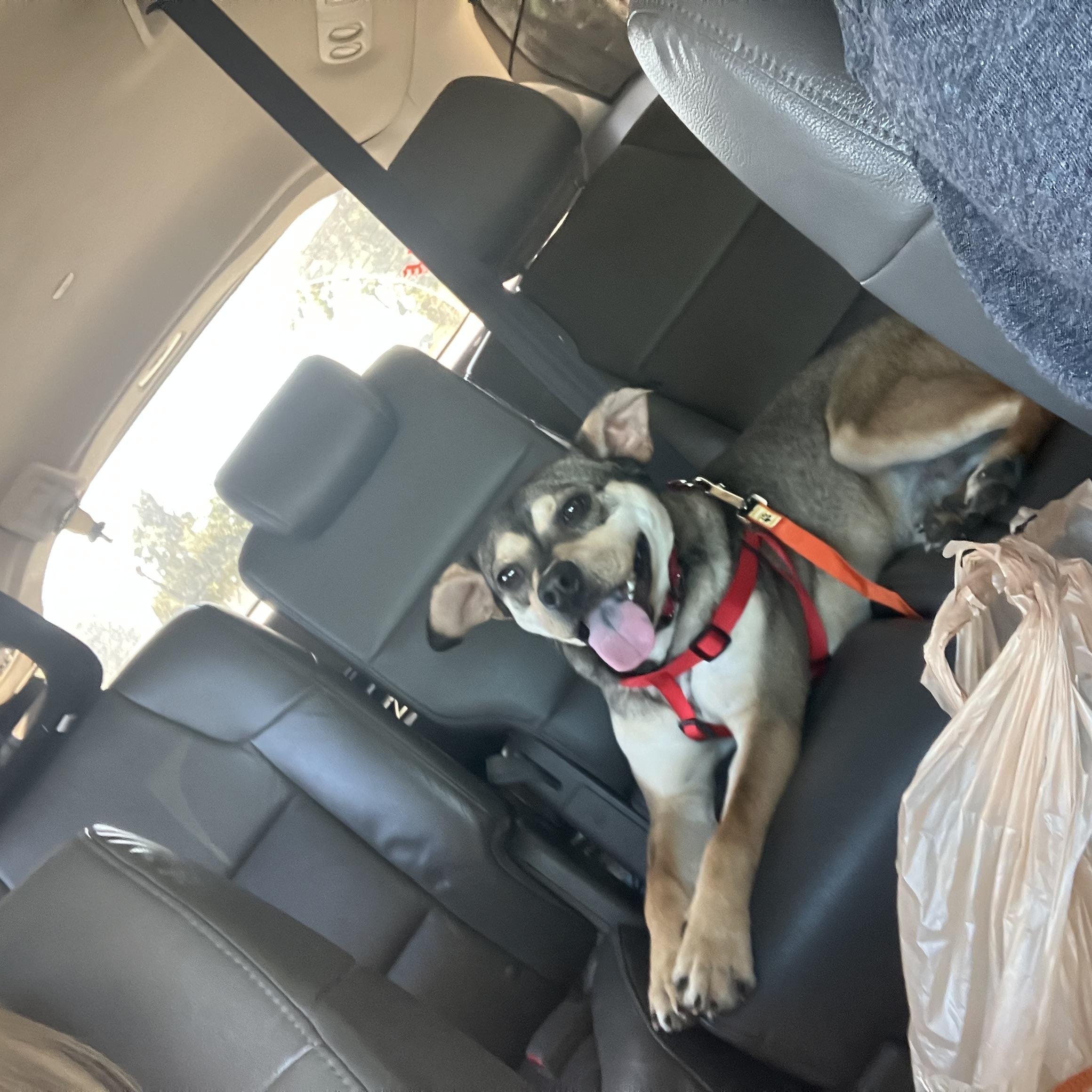 Enlarge Dave, a ADOPTABLE mixed breed in Darien, GA image 2/6