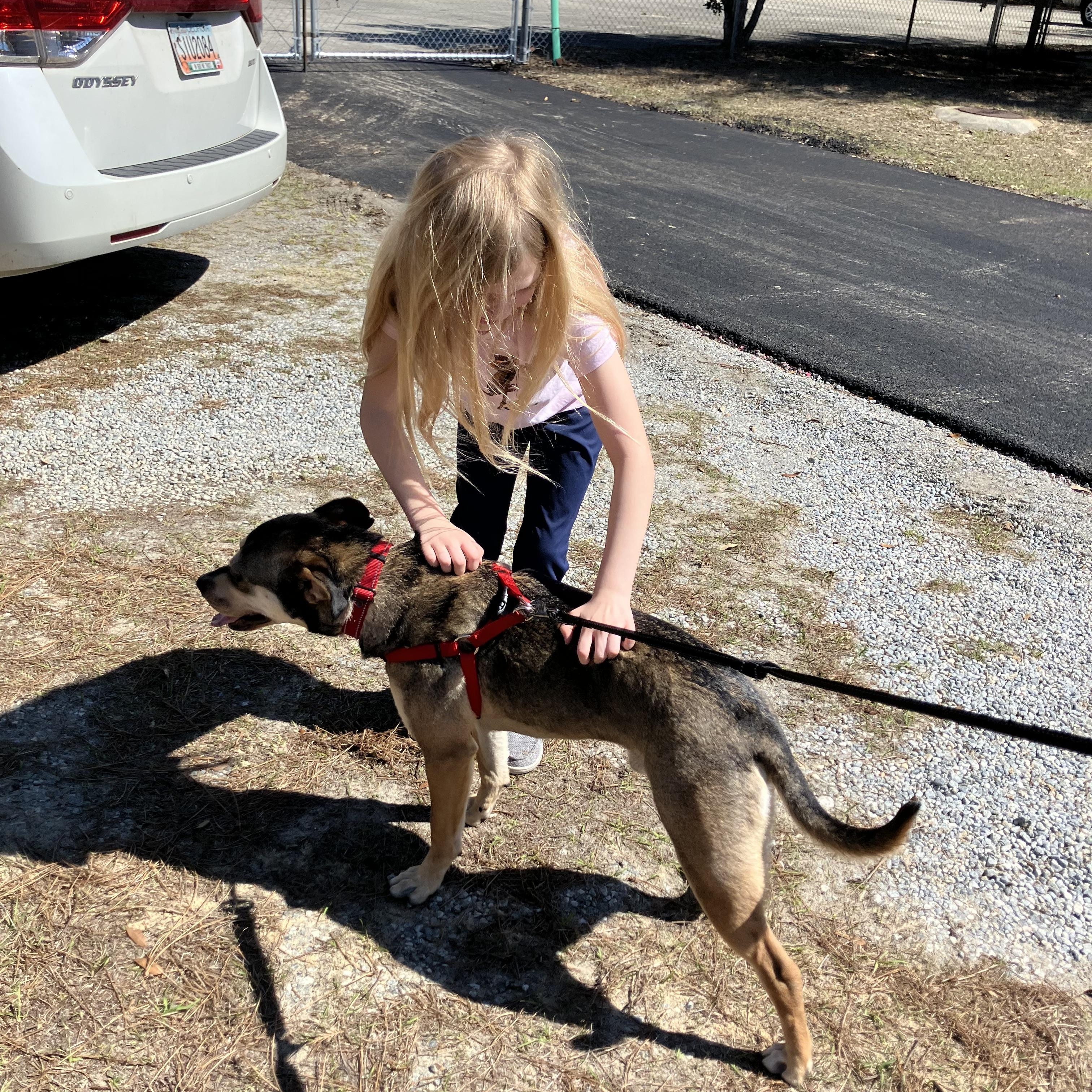 Enlarge Dave, a ADOPTABLE mixed breed in Darien, GA image 6/6