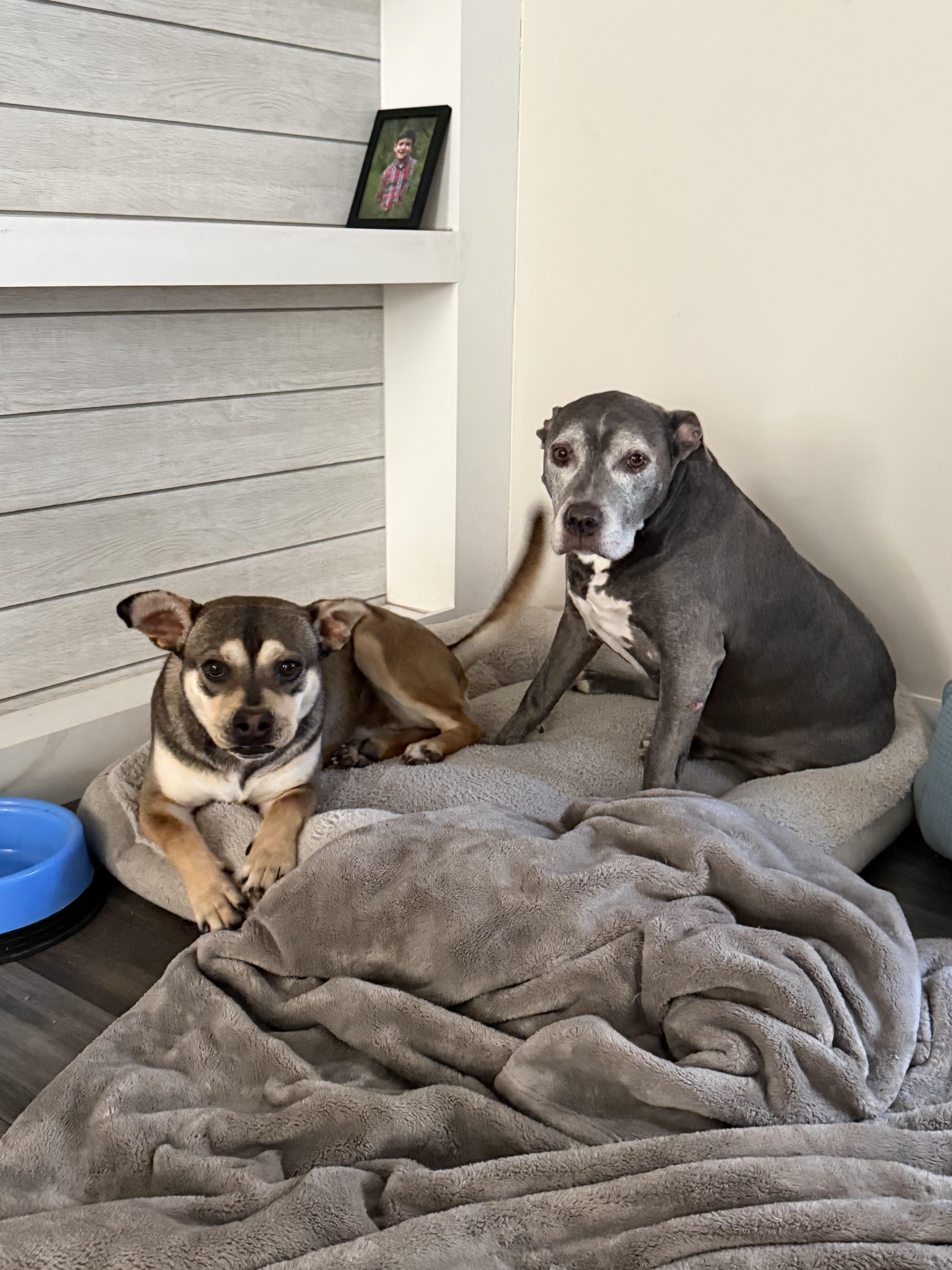 Enlarge Dave, a ADOPTABLE mixed breed in Darien, GA image 5/6