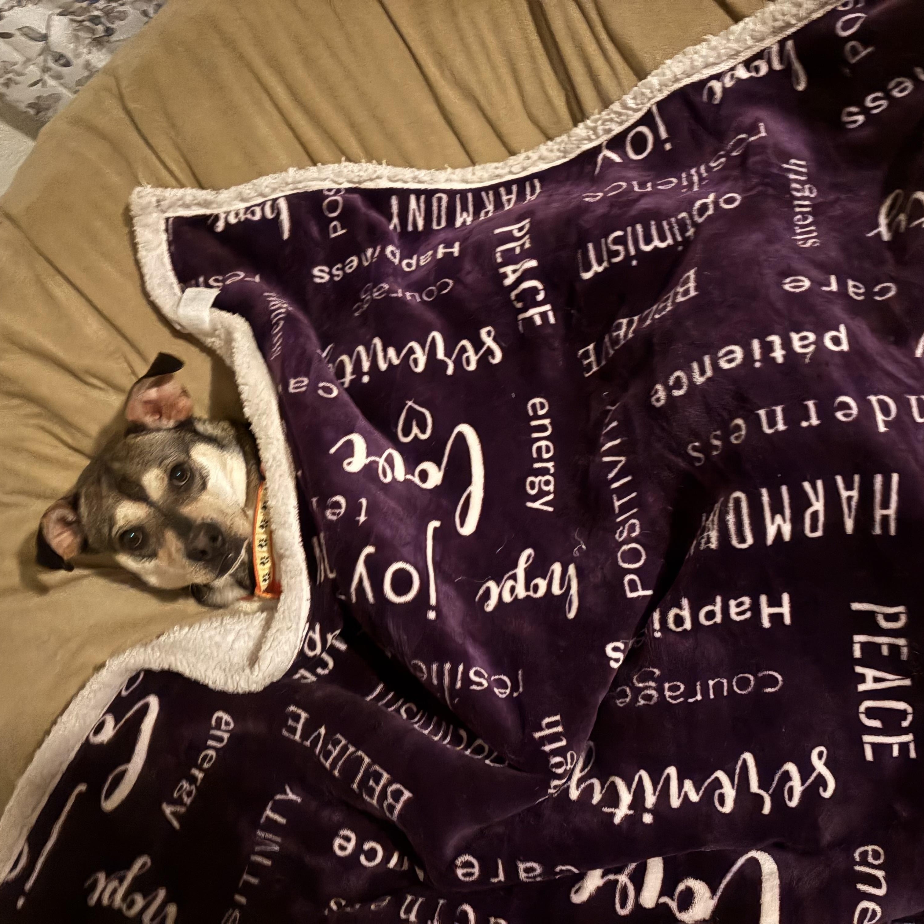 Dave, ADOPTABLE, Adult Male Beagle & Husky.