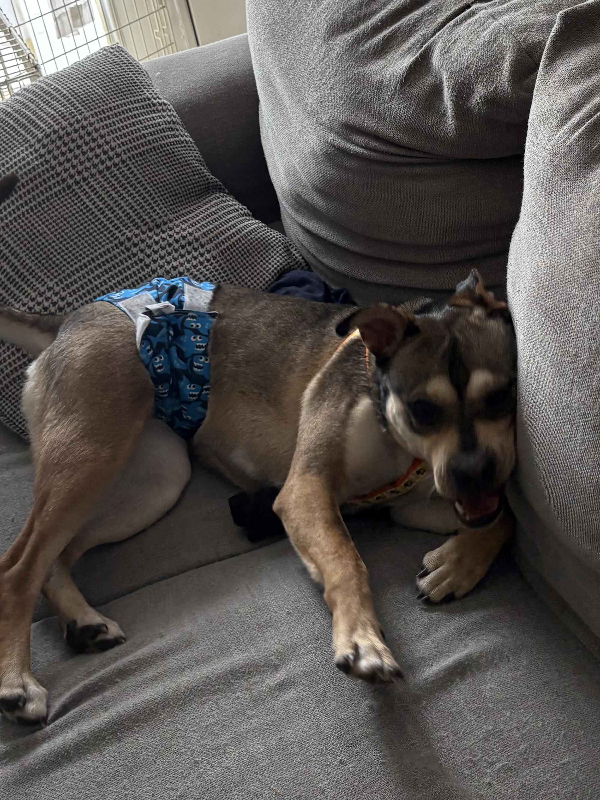 Enlarge Dave, a ADOPTABLE mixed breed in Darien, GA image 3/6