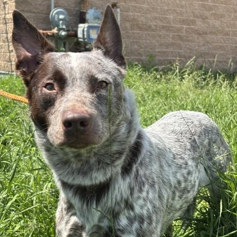 Heath, an adoptable mixed breed in Winnipeg, MB image 3/4