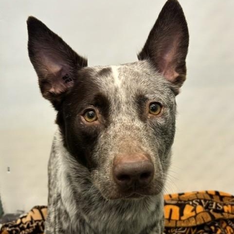 Heath, an adoptable mixed breed in Winnipeg, MB image 4/4