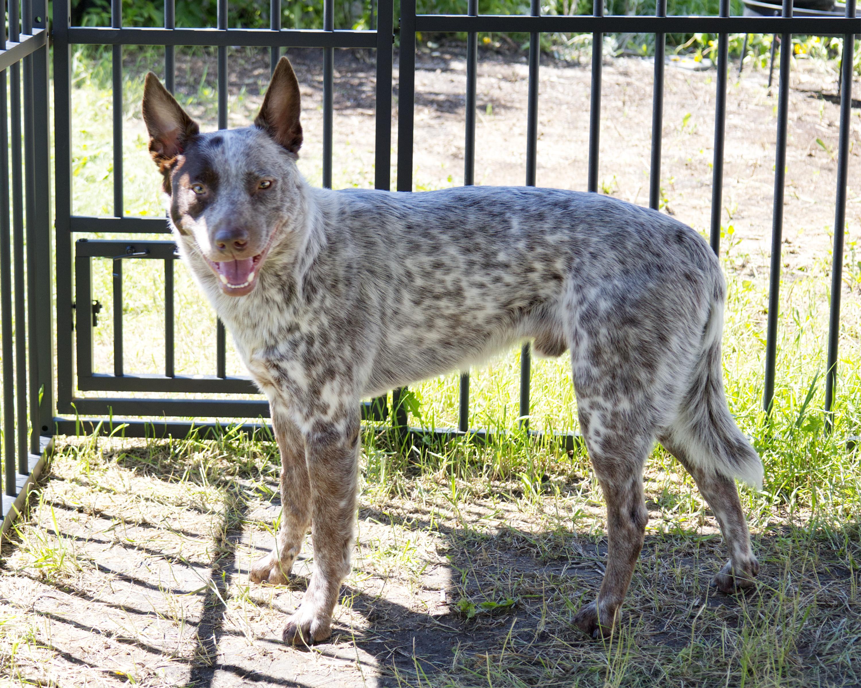 Heath, an adoptable mixed breed in Winnipeg, MB image 2/4