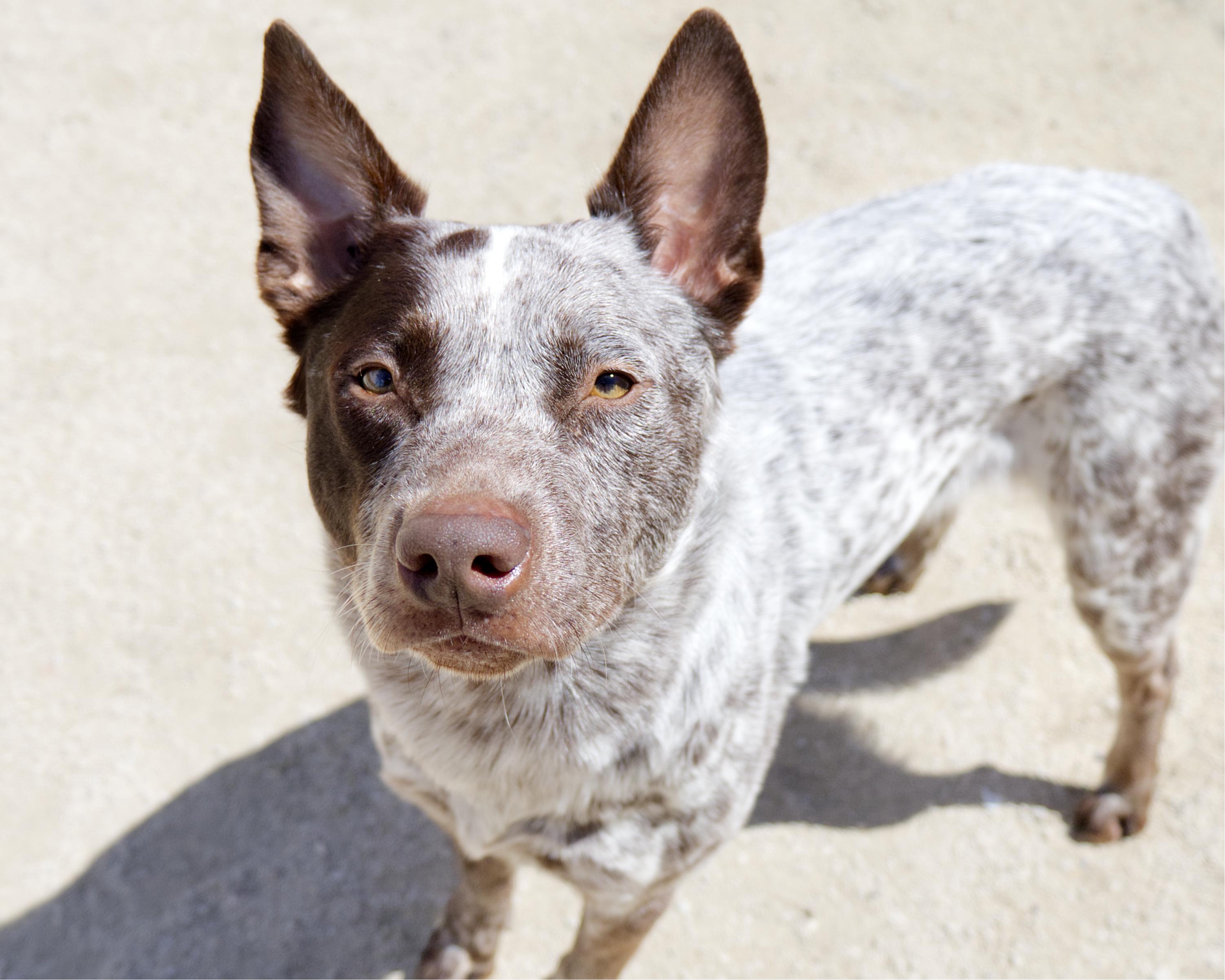 Heath, an adoptable mixed breed in Winnipeg, MB image 1/4