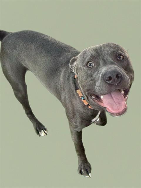 Enlarge DORIAN, a Adoptable Pit Bull Terrier in Sarasota, FL image 1/1