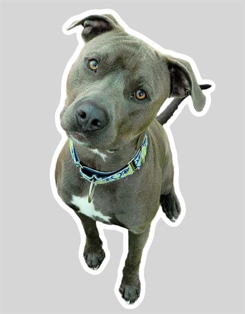 DORIAN, Adoptable, Young Male Pit Bull Terrier & American Staffordshire Terrier.
