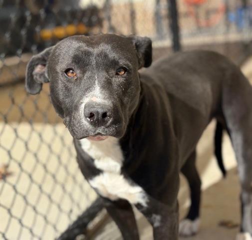 BARBIE, Adoptable, Adult Female Labrador Retriever & Pit Bull Terrier.