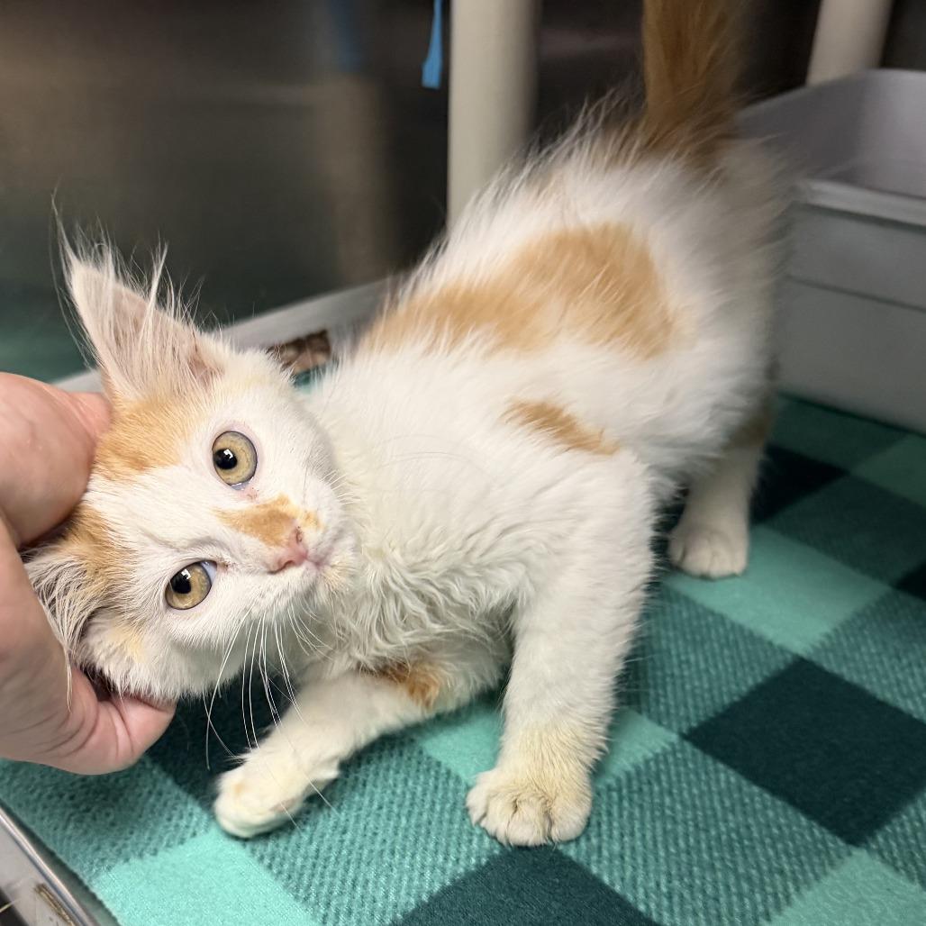 Morty, a Adoptable Domestic Long Hair in Marion, VA image 1/2