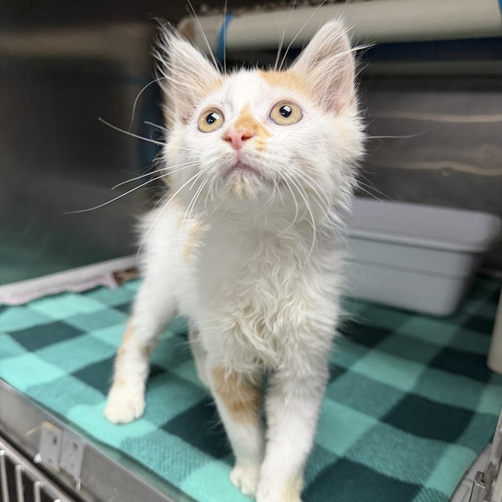Morty, a Adoptable Domestic Long Hair in Marion, VA image 2/2