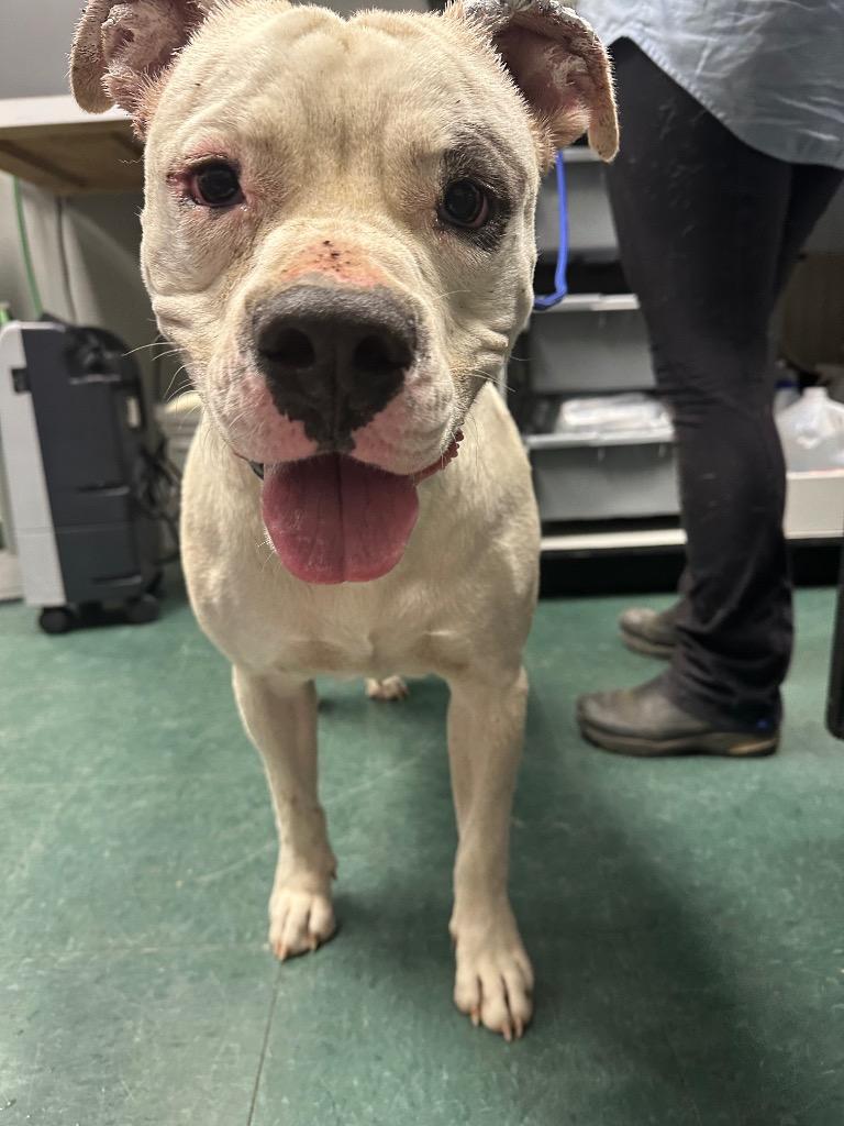 Enlarge Georgie, a Adoptable Mixed Breed in Jonesboro, AR image 4/4