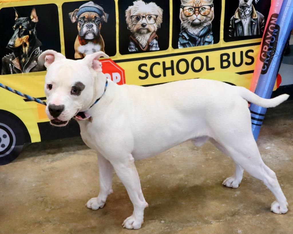 Enlarge Georgie, a Adoptable Mixed Breed in Jonesboro, AR image 2/4
