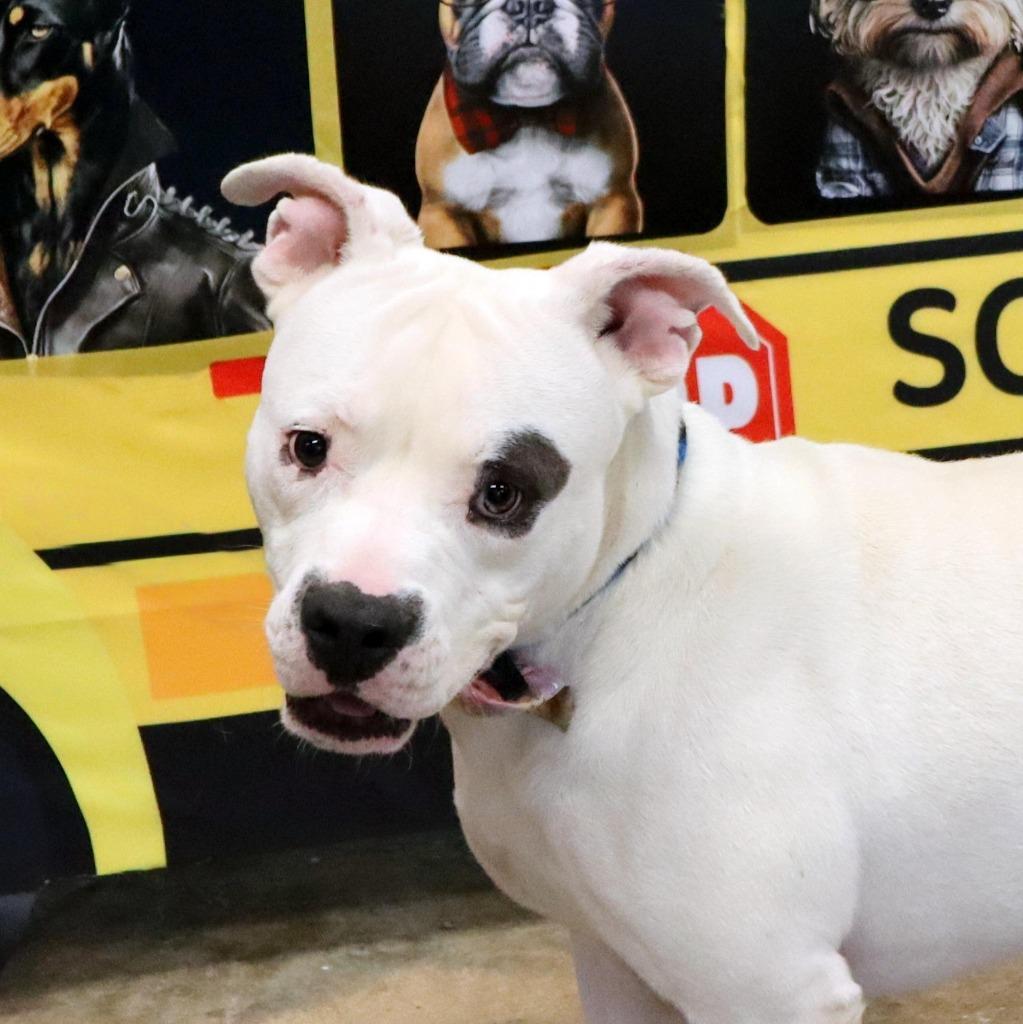 Enlarge Georgie, a Adoptable Mixed Breed in Jonesboro, AR image 3/4