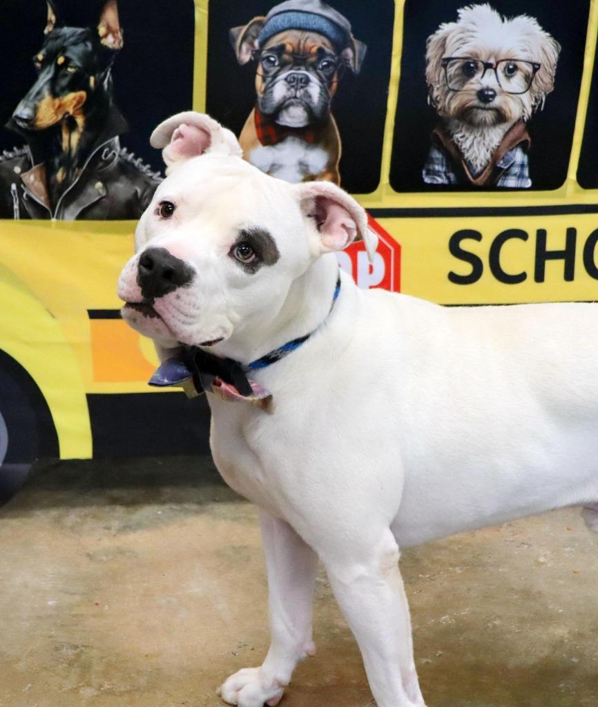 Georgie, Adoptable, Adult Male Mixed Breed.