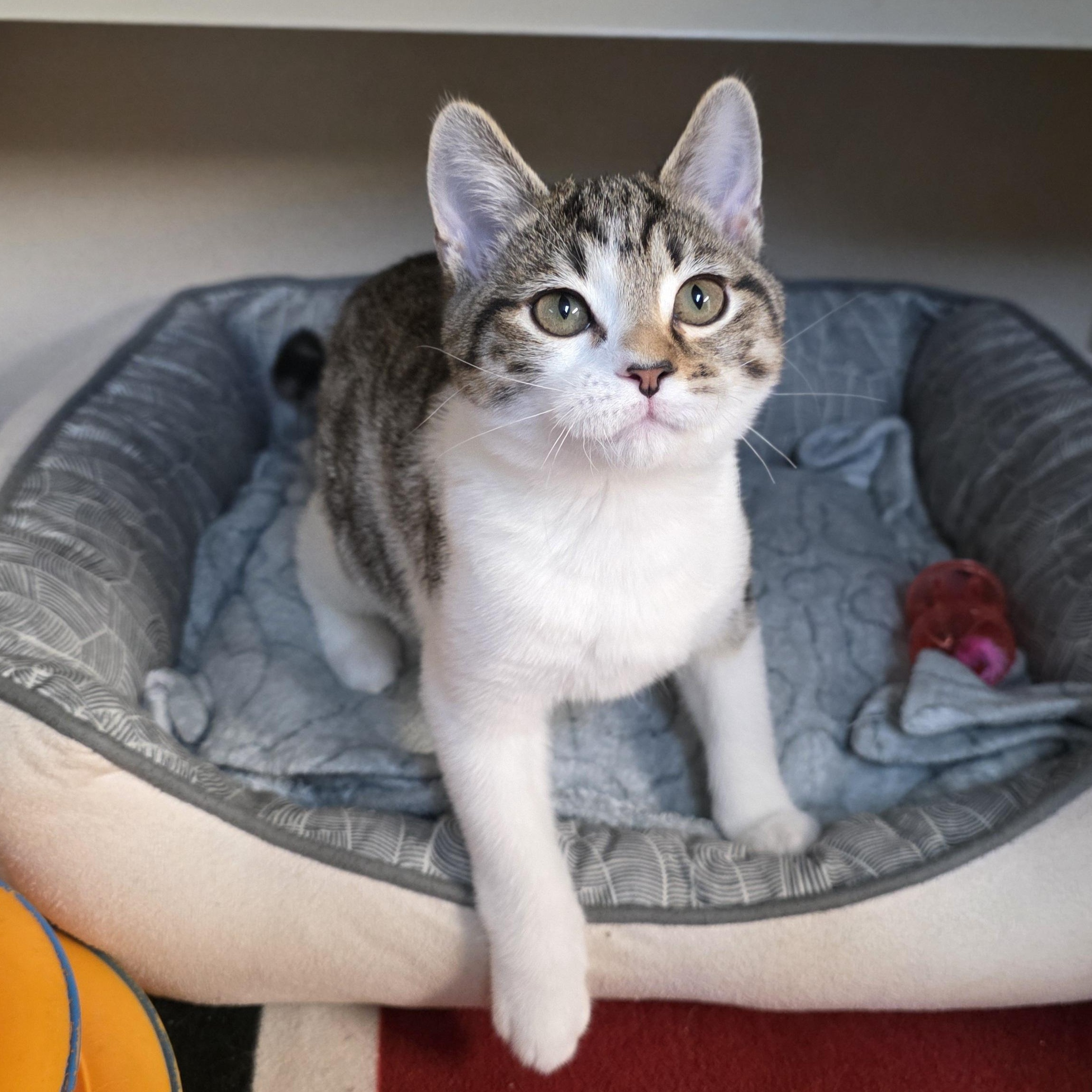 Enlarge Cassie, an adoptable mixed breed in Greensboro, NC image 3/6